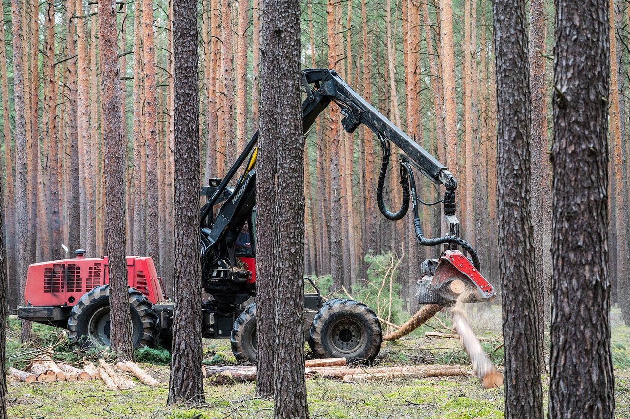 forest_management